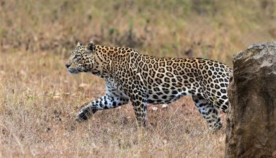 Indian Leopard