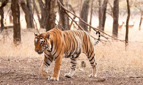 India Golden Triangle Trip with Bengal Tiger Tour India Golden Triangle