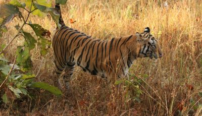Royal Bengal Tiger - An Endangered Animal in India