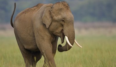 Asian Elephant