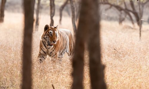 Ranthambore National Park to be covered along with Golden Triangle tour Golden Triangle tour with Ranthambore