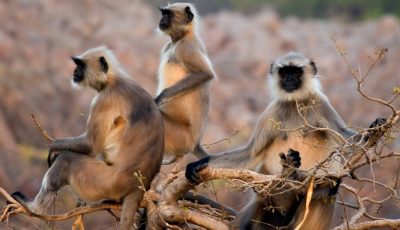 The Indian Monkey