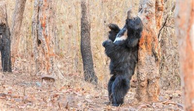 Indian Sloth Bear