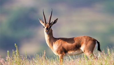 Indian Gazelle