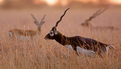 The Black Buck
