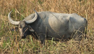 Indian Wild Buffalo