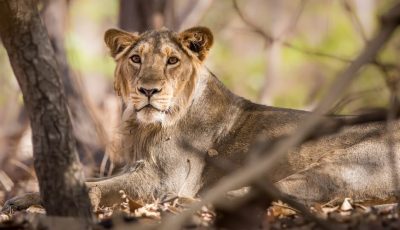 Asiatic Lion in Gir National Park