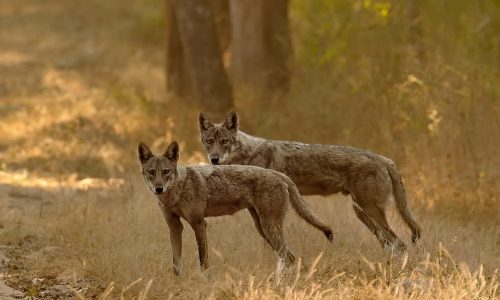 Wildlife safari in Karnataka at the Nagarhole National Park Wildlife safari in Karnataka at the Nagarhole National Park