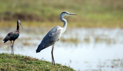 Bharatpur Bird Sanctuary Bird Watching in North India