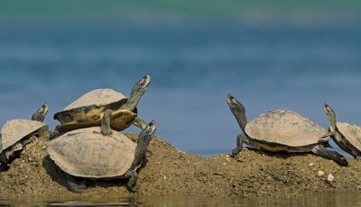 Chambal River Himalayan Birding Tour