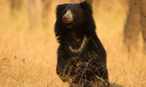Sloth Bear at the Satpura National Park Safari Experience wide variety of wildlife on this Kanha Bandhavgarh Pench tour and Satpura National Park safari