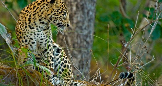 satpura and pench national park safari