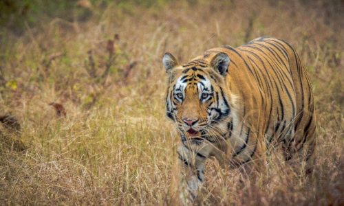 Jungle Safari in Maharashtra tour program for Tadoba Pench and Satpura National Park
