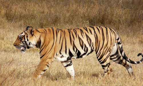 madhya pradesh wildlife tour