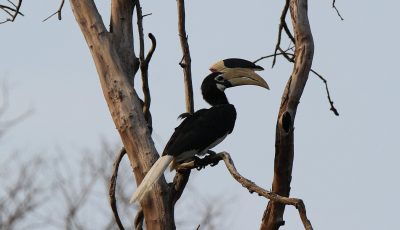 Bird Watching in India