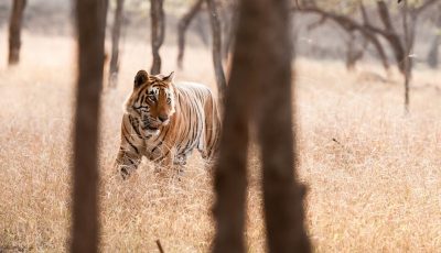 Golden Triangle tour with Ranthambore