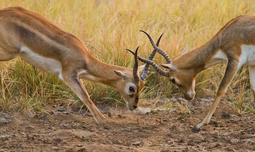 Indian Gazelle | Endangered Chinkara Deer | Facts | Habitat