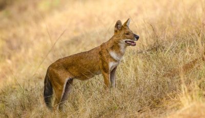 The Asian Wild Dog or the Indian Dhole