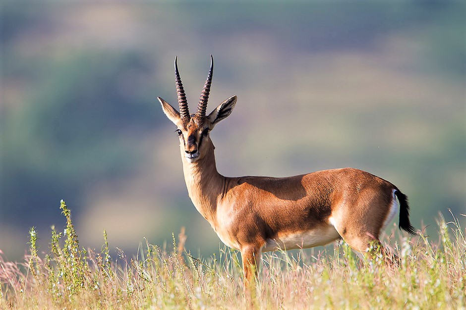 Indian Gazelle | Endangered Chinkara Deer | Facts | Habitat