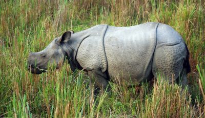 Indian One-Horned Rhinoceros