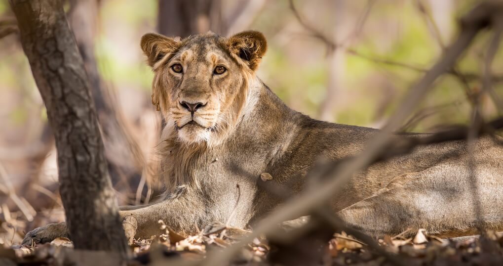 Asiatic Lion in Gir National Park