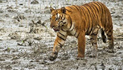 Sunderban Tigers and Kaziranga National Park Safari