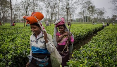 Tea Tourism in India - Assam Tea Gardens